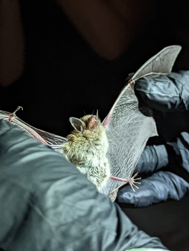 Yuma Myotis