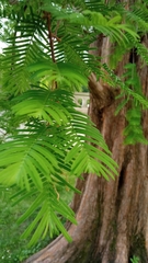 Metasequoia glyptostroboides