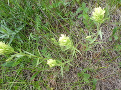 Castilleja lutescens