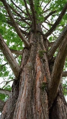 Metasequoia glyptostroboides