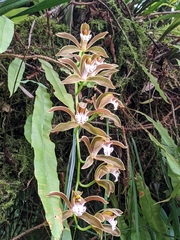 Cymbidium