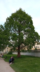 Metasequoia glyptostroboides