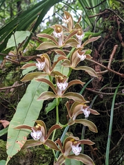 Cymbidium