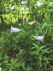 Campanula sibirica