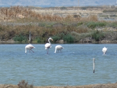 Phoenicopterus roseus