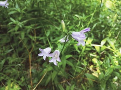 Campanula sibirica