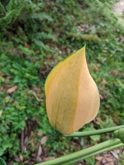 Rhaphidophora