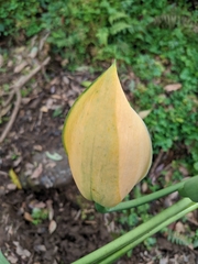 Rhaphidophora