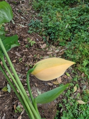 Rhaphidophora