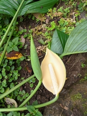 Rhaphidophora