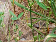 Trifolium strictum
