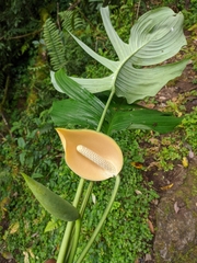 Rhaphidophora