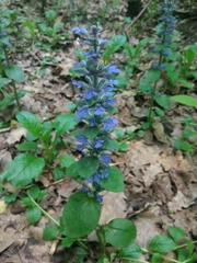 Ajuga reptans