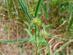 Trifolium strictum