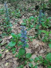 Ajuga reptans