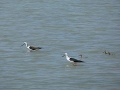 Himantopus himantopus