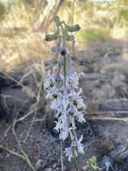 Delphinium wootonii