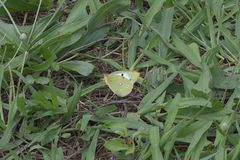 Colias croceus