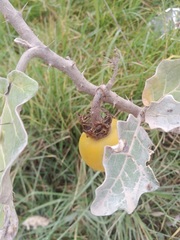 Solanum marginatum
