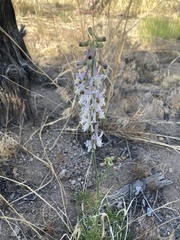 Delphinium wootonii