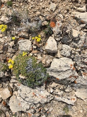 Linanthus caespitosus