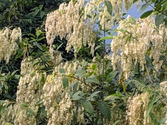 Dobinea vulgaris