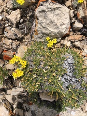 Linanthus caespitosus