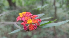 Lantana camara