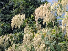 Dobinea vulgaris