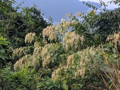 Dobinea vulgaris