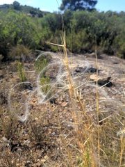 Stipa iberica