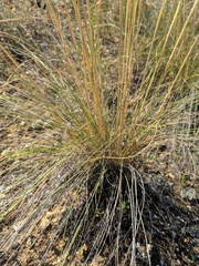 Stipa iberica