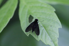 Chrysopilus velutinus