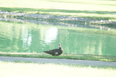 Cairina moschata domestica