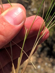 Stipa iberica