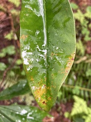 Chrysomyxa rhododendri