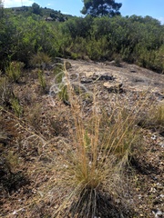 Stipa iberica