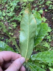 Chrysomyxa rhododendri