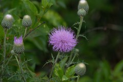 Cirsium engelmannii