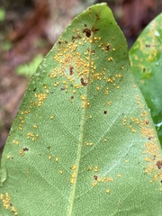 Chrysomyxa rhododendri