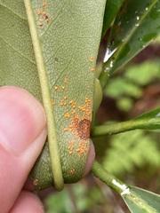 Chrysomyxa rhododendri
