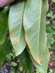 Chrysomyxa rhododendri