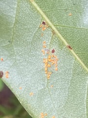 Chrysomyxa rhododendri