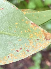 Chrysomyxa rhododendri