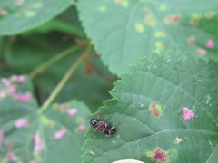 Phymatodes alni
