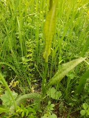 Dactylorhiza traunsteineri