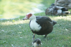 Cairina moschata domestica