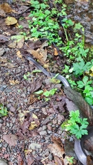 Clelia equatoriana