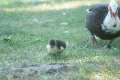Cairina moschata domestica