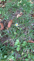 Bellis perennis